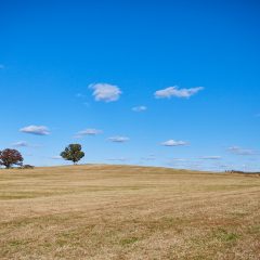 Lone Tree