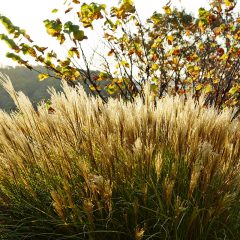 Botanicals 1