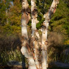 Botanicals 4