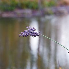 Botanicals 5