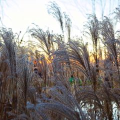 Botanicals 11