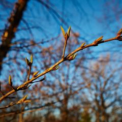 Botanicals 13