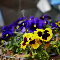 Botanicals 15