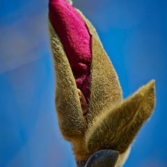 Botanicals 16