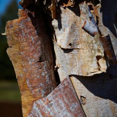 Botanicals 17