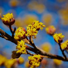 Botanicals 18