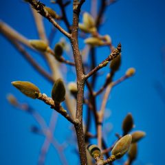 Botanicals 19