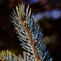 Botanicals 20