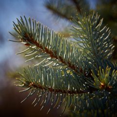 Botanicals 21