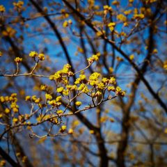 Botanicals 24
