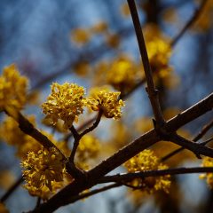 Botanicals 25