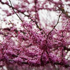 Botanicals 28