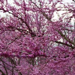 Botanicals 29