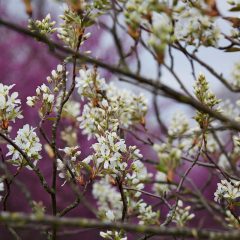 Botanicals 30