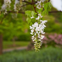 Botanicals 31