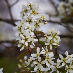 Botanicals 32