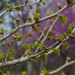 Botanicals 33