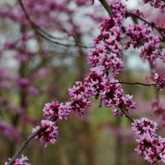 Botanicals 34