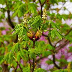 Botanicals 35