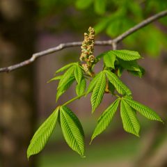 Botanicals 36