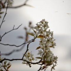 Botanicals 37