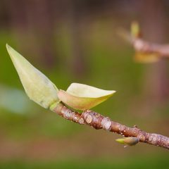 Botanicals 38