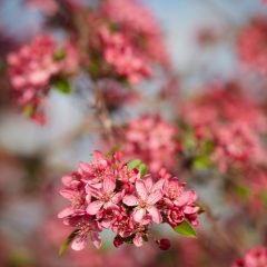 Botanicals 39