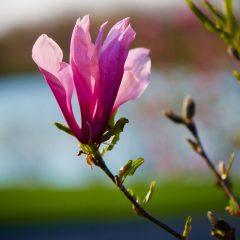 Botanicals 41