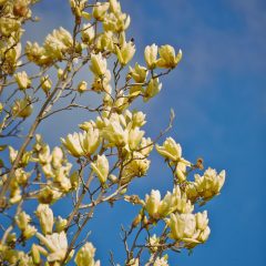 Botanicals 42