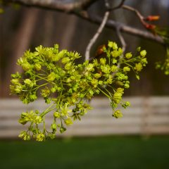 Botanicals 45