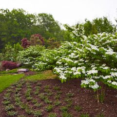 Botanicals 46