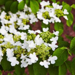 Botanicals 47