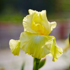 Botanicals 48