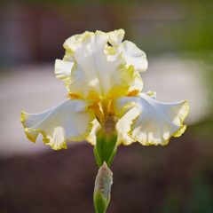 Botanicals 49