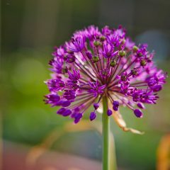 Botanicals 50