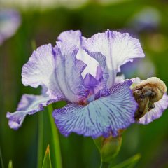 Botanicals 51