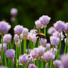Botanicals 52