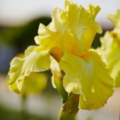 Botanicals 53
