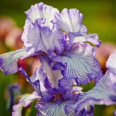 Botanicals 54
