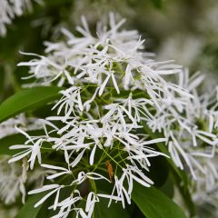 Botanicals 55