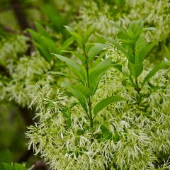 Botanicals 56