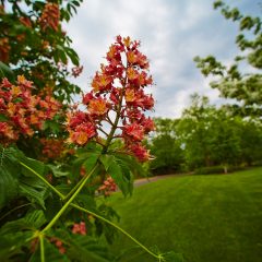 Botanicals 58