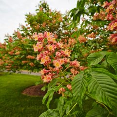Botanicals 59