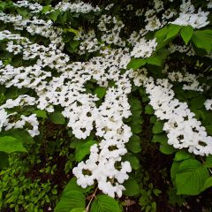 Botanicals 60