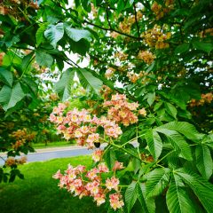 Botanicals 62