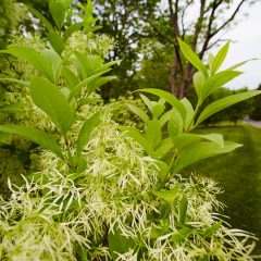 Botanicals 63