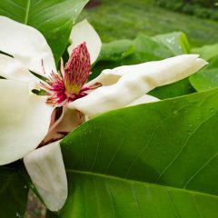 Botanicals 64