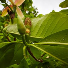 Botanicals 65