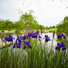 Botanicals 67
