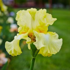 Botanicals 68